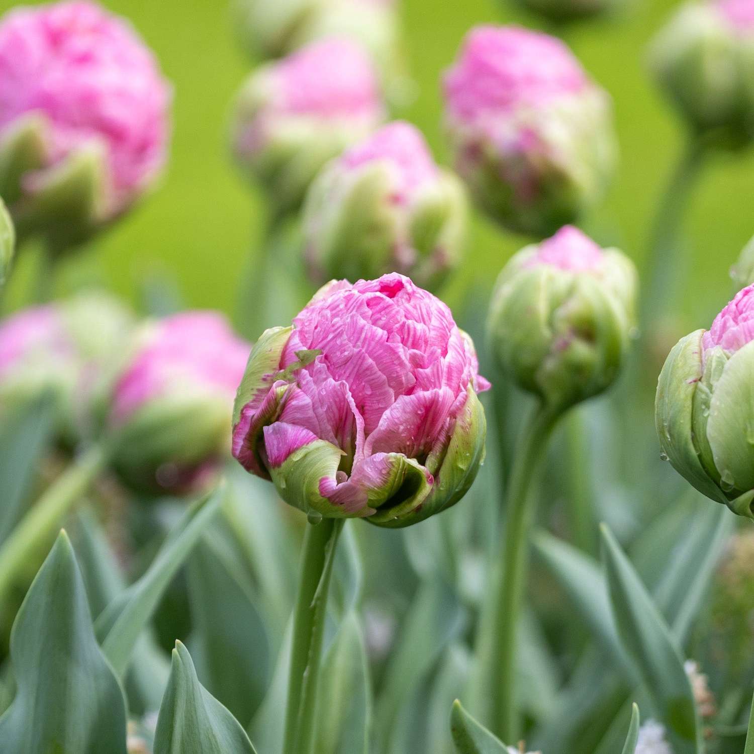Tulppaani 'Strawberry Cream'